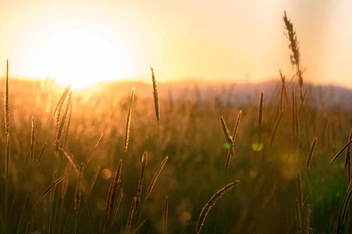 weeds and wheat ears at sunset